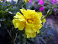 marigold02web.jpg (14645 oCg)