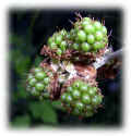 blackberrying02web.jpg (27849 oCg)