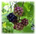 blackberryweb.jpg (37686 oCg)