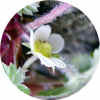 wildberry04012wweb.jpg (21137 oCg)