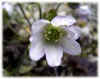 yukiwariwhite200403w02web.jpg (22429 oCg)