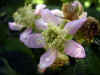 blackberry0401web.jpg (25027 oCg)