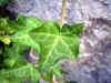 hedera0501web.jpg (25588 oCg)