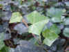 hedera0510web.jpg (22704 oCg)