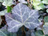 hedera0511web.jpg (33799 oCg)