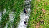 田圃とケリ